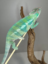 Load image into Gallery viewer, ANKIFY X AMBILOBE Panther Chameleon: (E17)