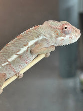 Load image into Gallery viewer, AMBILOBE Panther Chameleon: Starburst x Margaret (I8)
