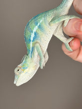 Load image into Gallery viewer, AMBANJA Panther Chameleon: (E9)