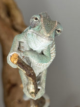 Load image into Gallery viewer, AMBILOBE Panther Chameleon: (E13)