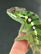 Load image into Gallery viewer, Sambava Male: Marley x Mabel (E1)