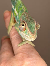 Load image into Gallery viewer, AMBILOBE Panther Chameleon: (E22)