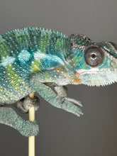 Load image into Gallery viewer, AMBILOBE Male Panther Chameleon: (E36)