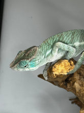 Load image into Gallery viewer, AMBANJA X ANKIFY Panther Chameleon:(J10)