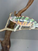 Load image into Gallery viewer, AMBILOBE Male Panther Chameleon: (E1)