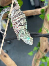 Load image into Gallery viewer, AMBANJA Panther Chameleon: Dubois x Ellie (E7)