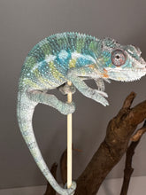 Load image into Gallery viewer, AMBILOBE Male Panther Chameleon: (E36)