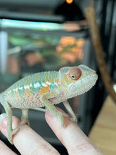 Load image into Gallery viewer, AMBILOBE male: Sam x Amie (Q4)