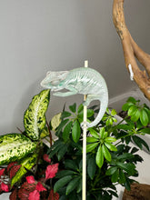 Load image into Gallery viewer, ANKIFY X AMBILOBE Panther Chameleon: (E17)