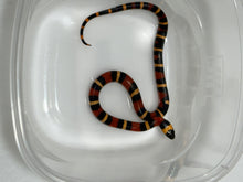 Load image into Gallery viewer, Apricot Pueblan Milk Snake- (MS5)