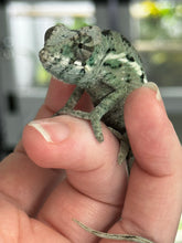 Load image into Gallery viewer, ANKILOBE Panther Chameleon: Ankify x Ambilobe (Q8)