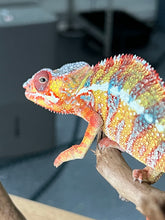 Load image into Gallery viewer, Ambilobe male: Dax x Whiskey Girl (C8)
