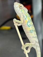 Load image into Gallery viewer, AMBILOBE male: Sam x Amie (Q7)