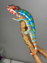Load image into Gallery viewer, AMBILOBE Panther Chameleon: (J1)