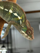 Load image into Gallery viewer, AMBILOBE Panther Chameleon: Frank x Sandy (J3)