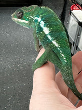 Load image into Gallery viewer, AMBILOBE Panther Chameleon: Frank x Sandy (S14)