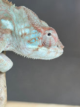 Load image into Gallery viewer, AMBANJA FEMALE Panther Chameleon x WC (S12)