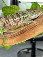 Load image into Gallery viewer, AMBANJA Panther Chameleon: Dubois x Ellie (E7)