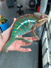 Load image into Gallery viewer, Ambilobe Panther Chameleon Riot/JJ/Bolt