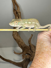 Load image into Gallery viewer, AMBILOBE FEMALE : đș (S6)