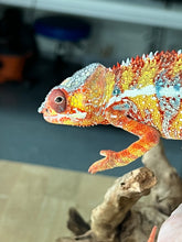 Load image into Gallery viewer, Ambilobe male: Dax x Whiskey Girl (C8)