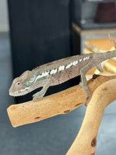 Load image into Gallery viewer, Ambilobe male panther chameleon: Flash x Opal (R5)