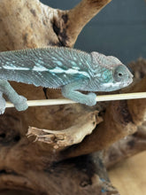Load image into Gallery viewer, AMBILOBE Panther Chameleon: Frank x Sandy (E11)