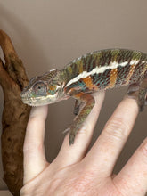 Load image into Gallery viewer, AMBILOBE Panther Chameleon: (E18)