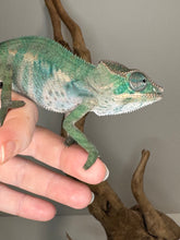 Load image into Gallery viewer, AMBILOBE Male Panther Chameleon: (E36)