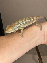 Load image into Gallery viewer, NOSY BE FEMALE Panther Chameleon: šŗ (S7)