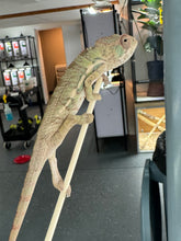 Load image into Gallery viewer, AMBILOBE Panther Chameleon: Sam x Georgia (P9)