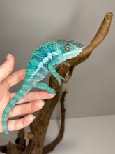 Load image into Gallery viewer, AMBANJA Panther Chameleon: (E21)