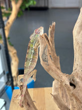 Load image into Gallery viewer, AMBILOBE Panther Chameleon: Starburst x Shirin (R3)