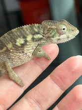 Load image into Gallery viewer, AMBILOBE male: Starburst x Margaret (R3)