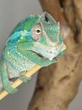 Load image into Gallery viewer, AMBILOBE Male Panther Chameleon: (E10)