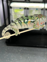 Load image into Gallery viewer, AMBILOBE male: Sam x Amie (Q5)