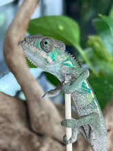 Load image into Gallery viewer, Ambilobe male: Flash x Rocky (R2)
