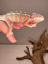 Load image into Gallery viewer, AMBILOBE Panther Chameleon: (J2)