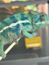 Load image into Gallery viewer, AMBANJA/NOSY FALY male (R8)