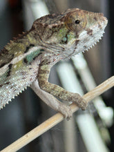 Load image into Gallery viewer, AMBILOBE Panther Chameleon: Sam x Amie (I7)