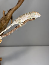 Load image into Gallery viewer, AMBILOBE FEMALE Panther Chameleon: šŗ (Q10)
