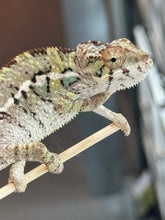 Load image into Gallery viewer, AMBILOBE Panther Chameleon: Sam x Amie (I7)