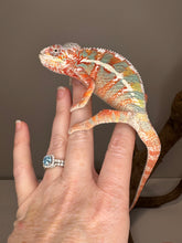 Load image into Gallery viewer, AMBILOBE Panther Chameleon: (J2)