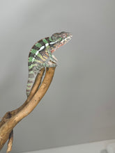 Load image into Gallery viewer, AMBILOBE Male Panther Chameleon: (E1)