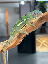 Load image into Gallery viewer, AMBILOBE male: Sam x Amie (R19)