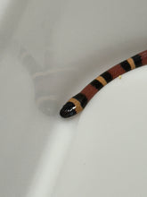 Load image into Gallery viewer, Apricot Pueblan Milk Snake- (MS4)