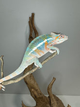 Load image into Gallery viewer, AMBILOBE Male Panther Chameleon: (E8)