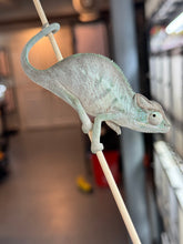 Load image into Gallery viewer, AMBANJA Panther Chameleon x WC male (I4)