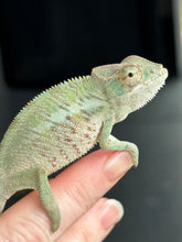 Load image into Gallery viewer, ANKILOBE Panther Chameleon: Ankify x Ambilobe (R8)