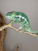 Load image into Gallery viewer, AMBANJA Panther Chameleon: (E22)